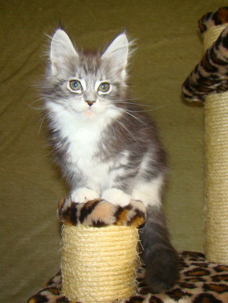     Catsvill County!   !    !       !!!    Catsvill County +7-926-544-74-09     .   ,   ,   ,    ,   ,  ,     ,   -,    ,   !